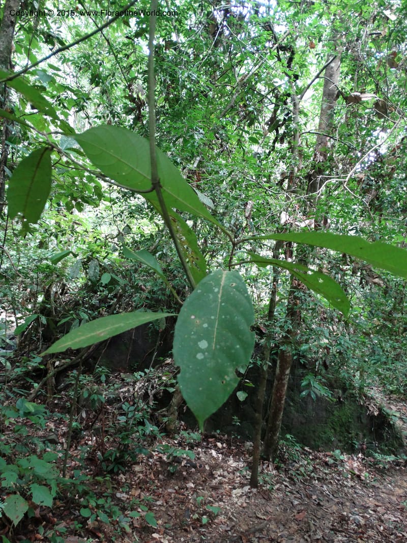 Callicarpa, Davidson, C 12680--Sabah. Danum Valley. 4 Oct 2014. DSC01741 (330).JPG