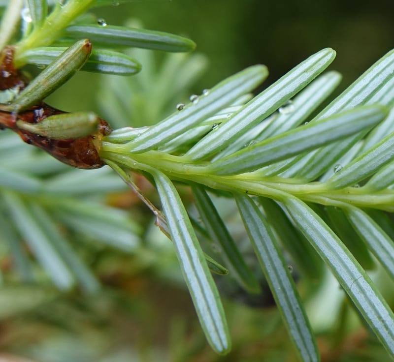Tsuga chinensis, Tseng Yu-Hsin 1332--Taiwan. Taroko Nat. Park. Mt. Bilu Trail. 21 May 2016.  (186).JPG