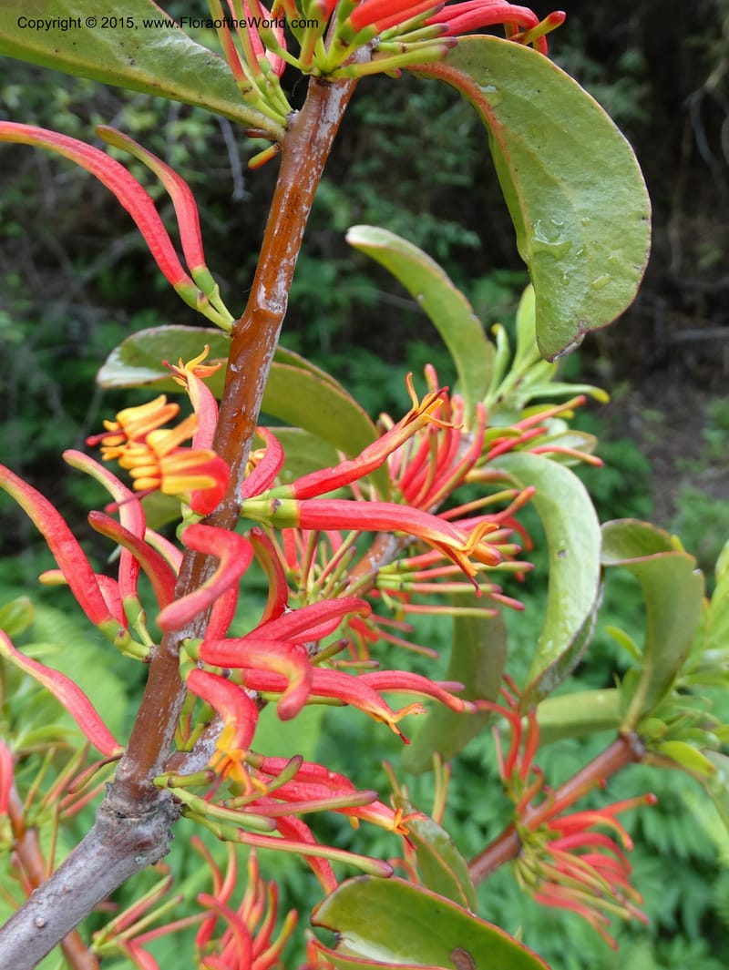Taxillus delavayi, Boufford, D 43731--China. Sichuan. Taxillus stop. 14 May 2014. DSC06581 (57).JPG