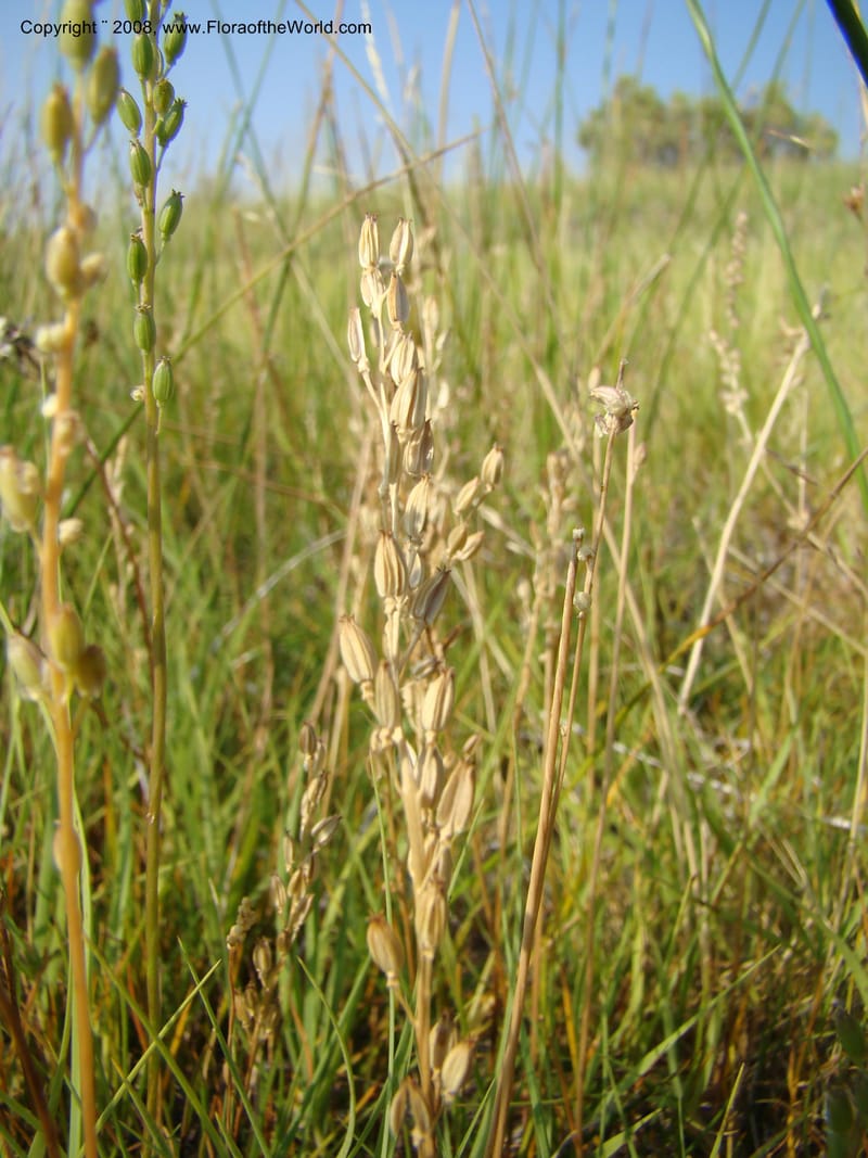 OR. Malheur Co. 10 km W of Rome on Hwy 95. 16 Jul 08. 021.jpg