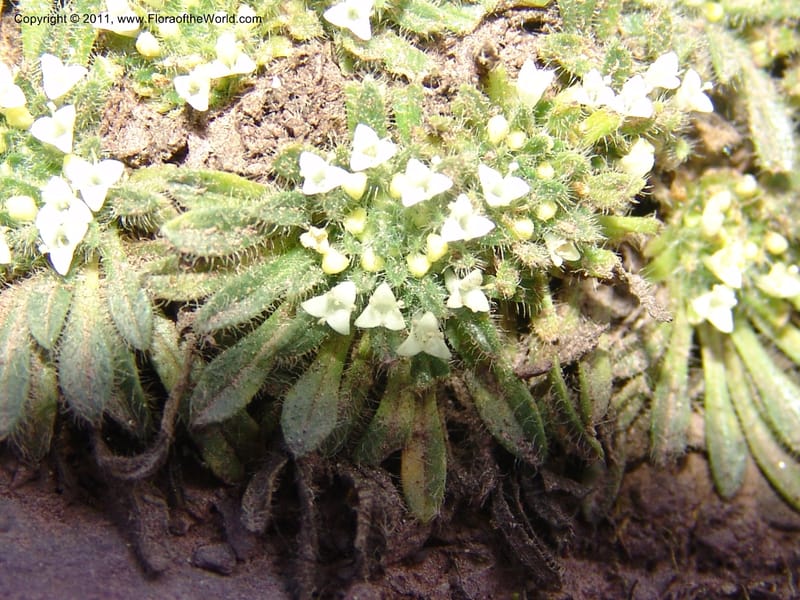 Valeriana, R. Vasquez 33191--Peru. Cusco. Calca. Abra de Chayna Puerto. 3 Nov 07. 184 (2).jpg