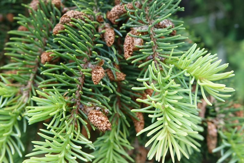 Picea abies, Not coll.--Switzerland. Col de Marchairuz. Simeon. 29 Jun 2016. DSC06067 (47).JPG