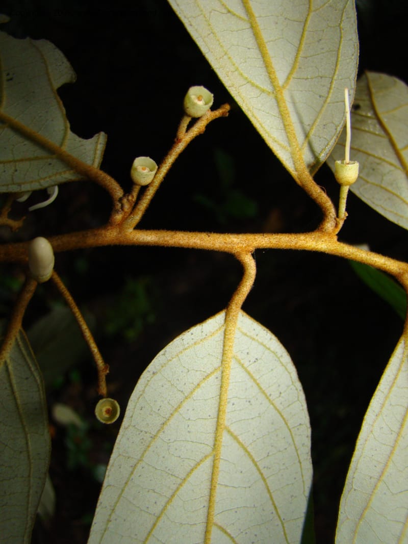 Styrax nicaraguense, WDStevens27263--Nicaragua. Matagalpa. Cerro Picacho at Selva Negra. 16 Jun 08. 036.jpg