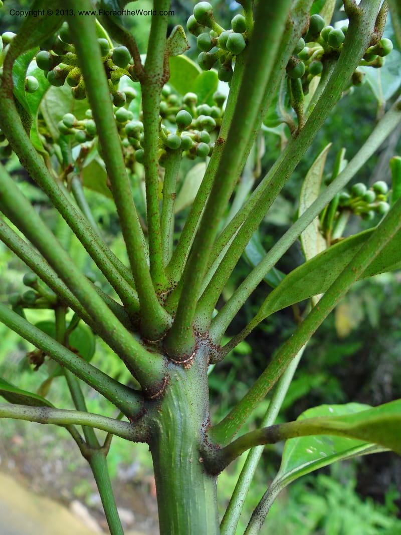 Aralia, SAN.153245--Malaysia, Sabah. Tawai For. Res. 9 Apr 2012. DSC07890 (83).JPG
