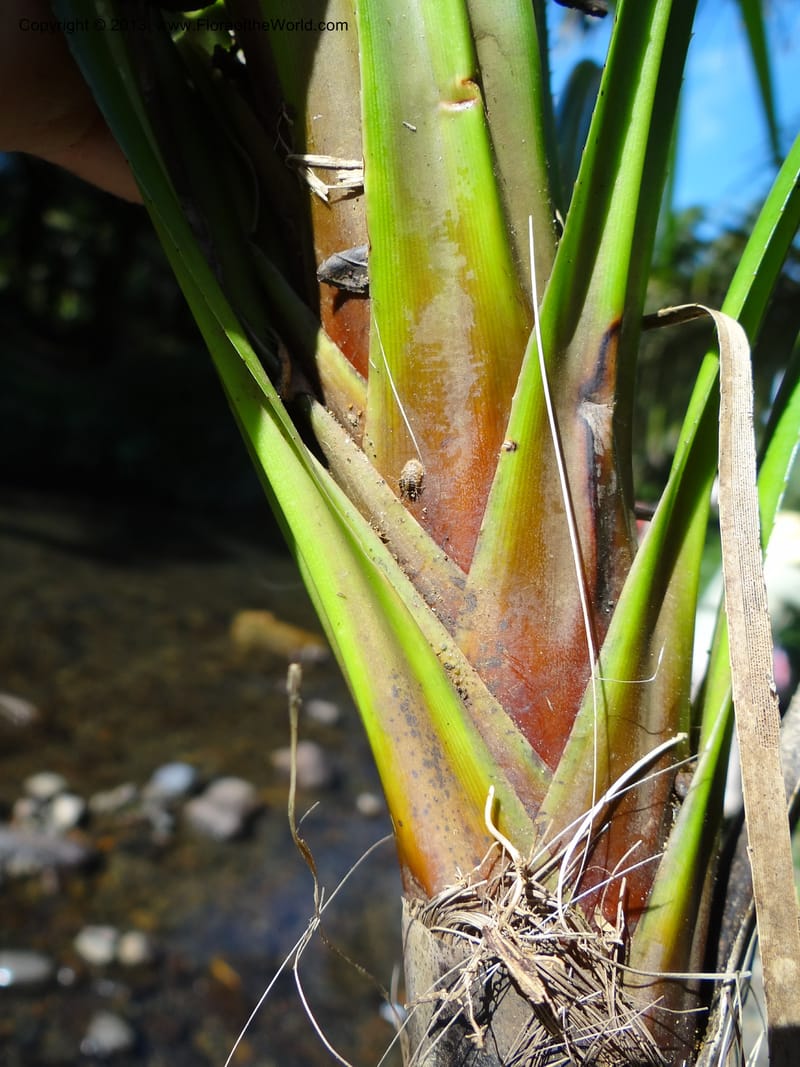 Pandanus discostigma, Callmander 1033--Malaysia. Sabah. Tahan Niaga Plantation. 8 Apr 2012. DSC07609 (40).JPG