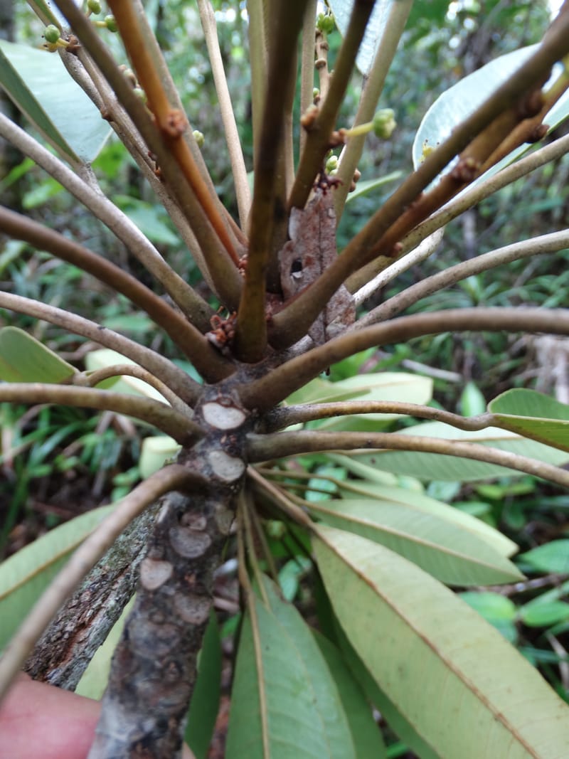 Amaroria soulameoides, Plunkett, G 3187--Fiji. Waisali Rainf. Reserve. 4 Nov 2015. DSC08848 (264).JPG