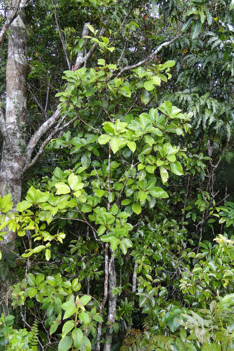 Vavaea, M. Tuiwawa 4952--Fiji. Nadarivatu Nature Reserve. 10 Feb 2011. 026 (55).jpg