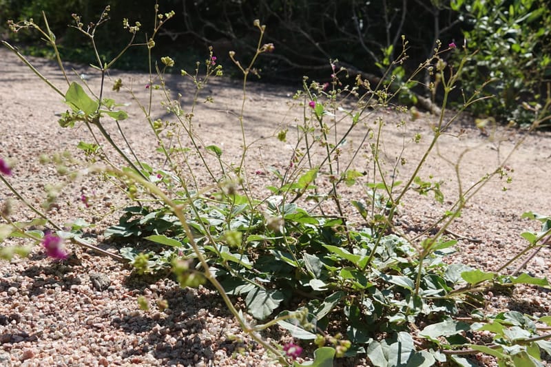 Boerhavia diffusa var. leiocarpa, Fortunato 13150--Argentina. S. of San Augustin. Las Bretes. 8 Feb 2018. DSC09370 (188).JPG