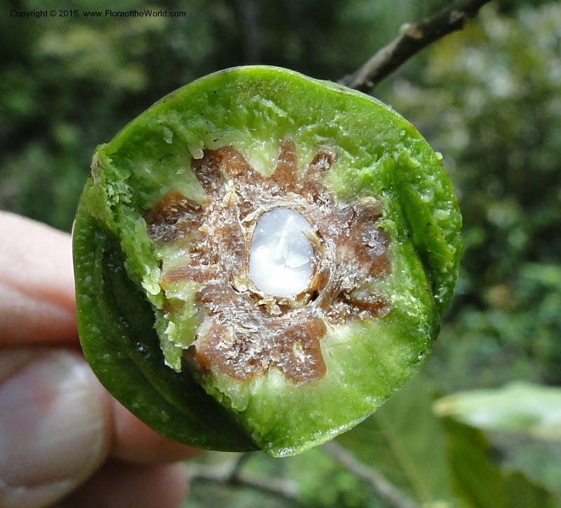 Elaeocarpus, Regalado 1804--Viet Nam. Trail to Siu Chai Commune. 5 May 2011. 221.jpg