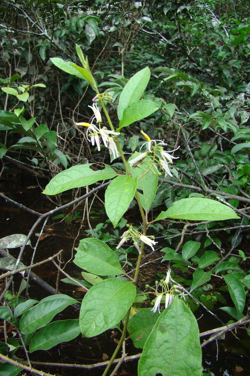 Solanum, RVasquez34842--Peru. Loreto. Dist. Nauta. Qbda Nawapa, Rio Tigre. 11 Nov 08. 004.jpg