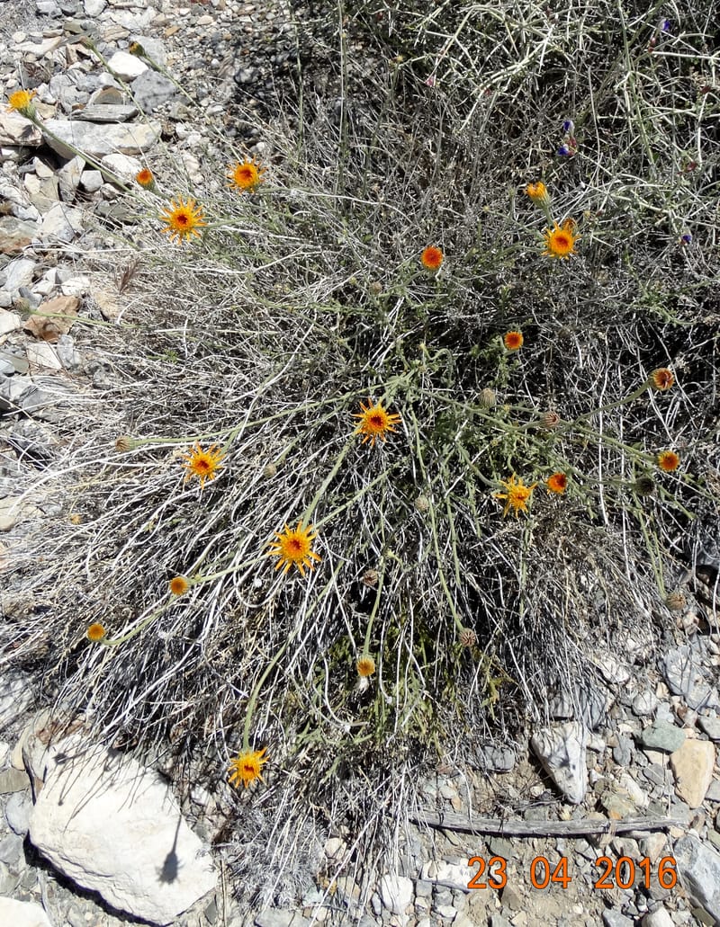 Adenophyllum cooperi, Davidson, C 13174--California, Mojave Nat'l Pres., 23 Apr 2016  8421 (3).JPG