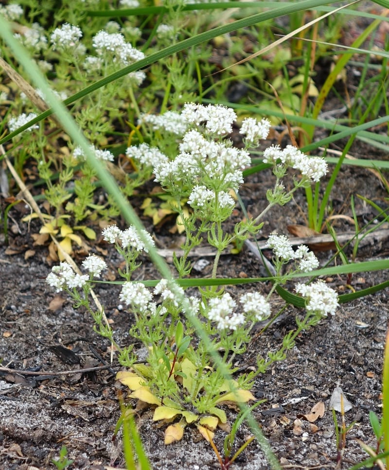 Eremosyne pectinata, Davidson, C 13494--Australia. W. A. Two People's Bay Nat. Res. 29 Oct 2016. DSC06475 (8).JPG
