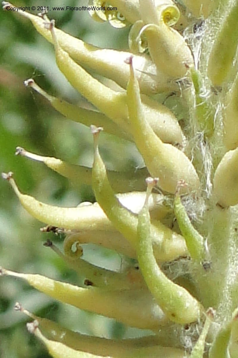 Salix, Davidson, C 11870--Idaho. Idaho Co. Warren Wagon Rd. 8 July 2011. 074 (6).jpg
