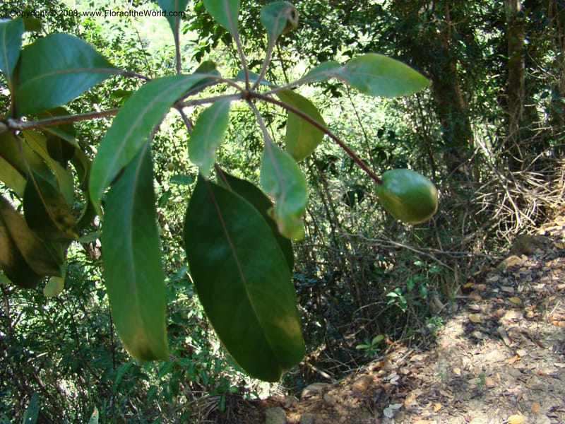 Pittosporum gracile, CGemmill601--N.Caled. Dumbea Dam, Dumbea Riv. 11 Nov 07. 153.jpg