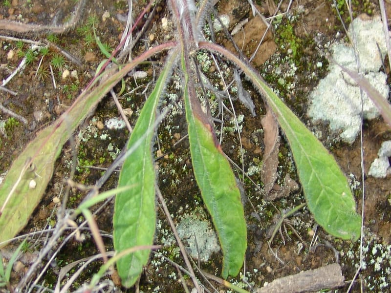 Hieracium cf, Croat95052--Ecuador. Prov. Carchi. Mira-San Isidro. 20 Feb 05. 308a.jpg