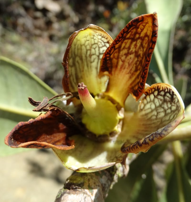 Strasburgeria robusta, Lowry, P 7371--New Caledonia. Mont Dzumac. 12 Nov 2015. DSC01563 (159).JPG