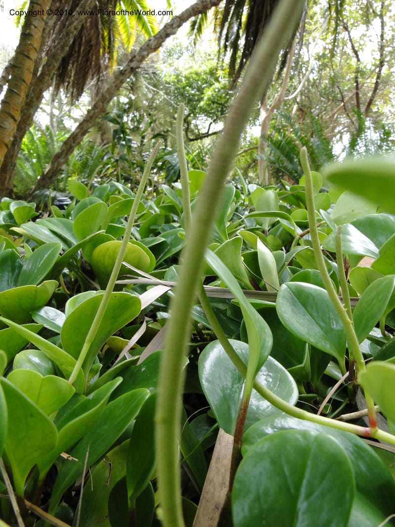 Peperomia obtusifolia--Florida. Marie Selby Gardens, Sarasota. 16 March 2010. 139 (1).jpg