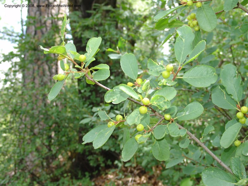Rhamnus rubra, CDavidson11057--CA. Shasta Co. Lake Shasta. Waters Gulch Trail. 5 Jun 07. 091.jpg