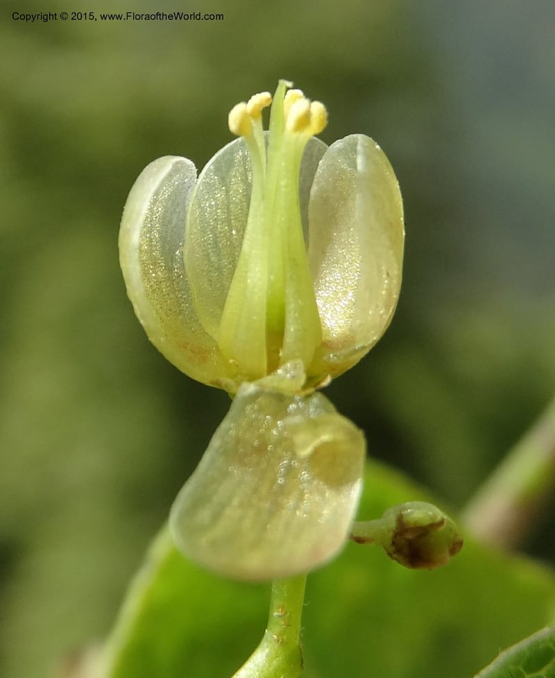 Sabia, Boufford, D 43677--China. Sichuan. GuoBaYan, HanBaiYu Shan. 12 May 2014. DSC05373 (41).JPG