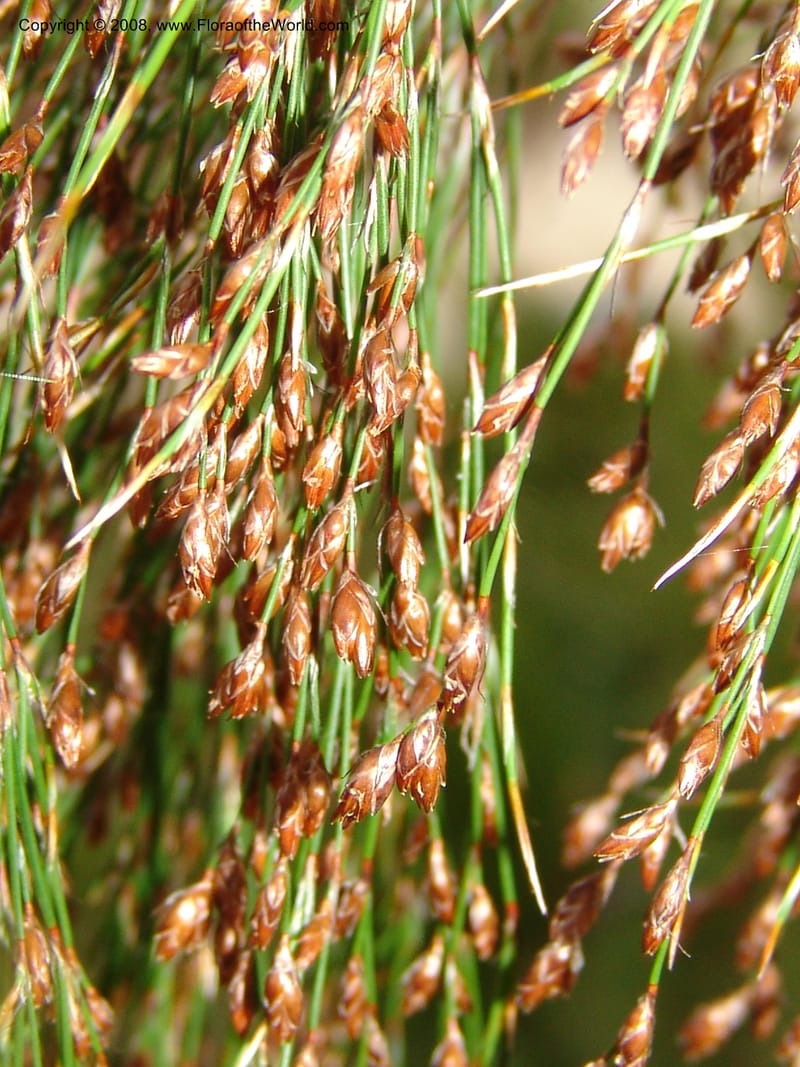 Ischyrolepis subverticillata--CA. McConnell Arboretum, Redding. 4 Jun 07. 198.jpg