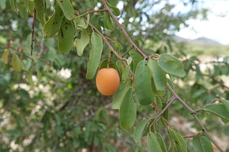 Ximenia americana, Nanyeni 1210--Namibia. C43 S of Opuwo. Odom 76. 21 Mar 2018. DSC02429 (82).JPG