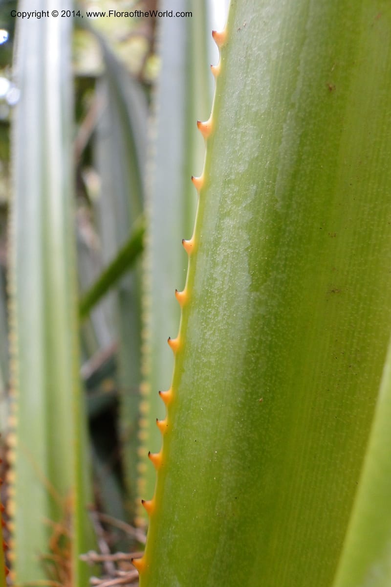 Pandanus decumbens, M. Callmander 978--New Caledonia. Mine St. Louis Boulinda. 18 Feb 2011. 052 (12).jpg
