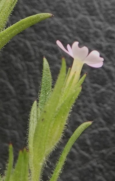 Microsteris gracilis, C. Davidson 13756--Oregon. Wallowa Co. Zumwalt.Trail Cr. Rd. 4 Jun 2018. DSC04078 (224).JPG
