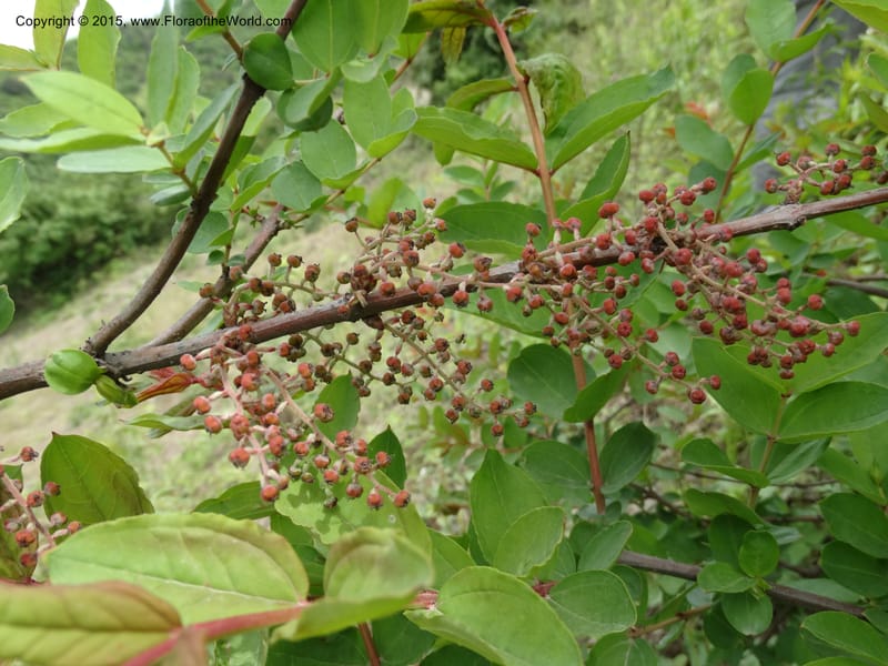 Coriaria nepalensis, Boufford, D 43590--China. Sichuan. Tudiling Tunnel. 6 May 2014. DSC03860 (99).JPG
