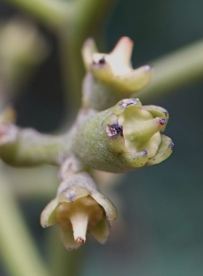 Mastixia pentandra, D. Boufford 44162--China. Yunnan. Bu Long Shan. 6 May 2018. DSC02824 (41).JPG