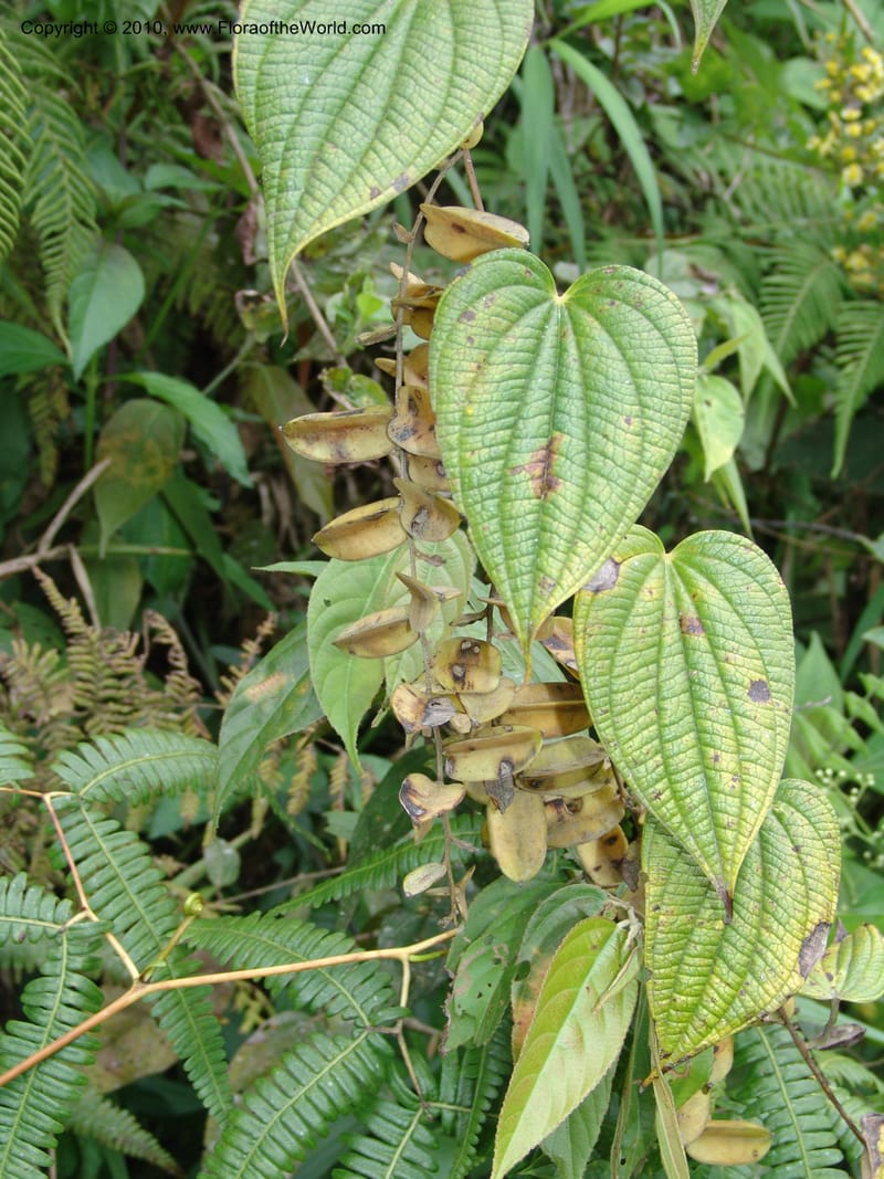 Dioscorea, Croat 96235--Ecuador. Prov. Pichincha. La Union-Chiriboga-Quito. 22 Mar 06. 205 (1).jpg
