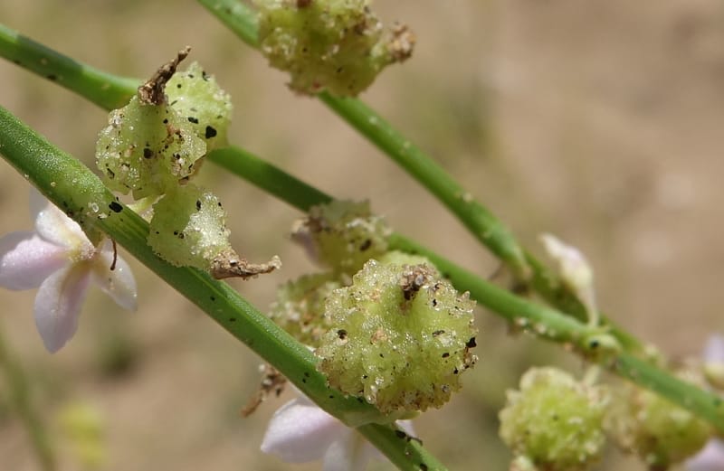 Oxygonum alatum, L. Nanyeni 1143--Namibia. B1 to Rehoboth, Frankie Fredricks St. 15 Mar 2018. DSC00565 (134).JPG