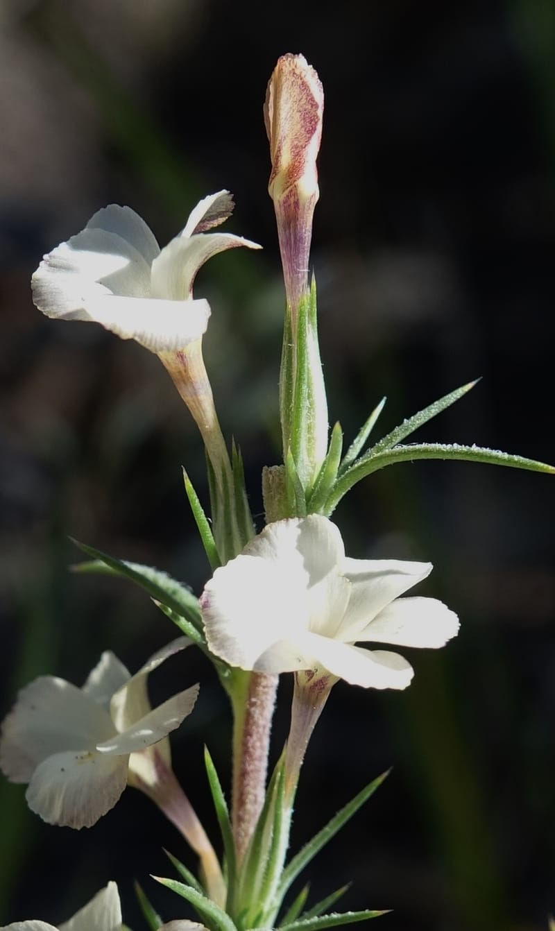 Leptodactylon pungens, C. Davidson 13670--ID. Hwy 20 W of Arco. Open basalt flow. 18 Jun 2017. DSC02519 (119).JPG