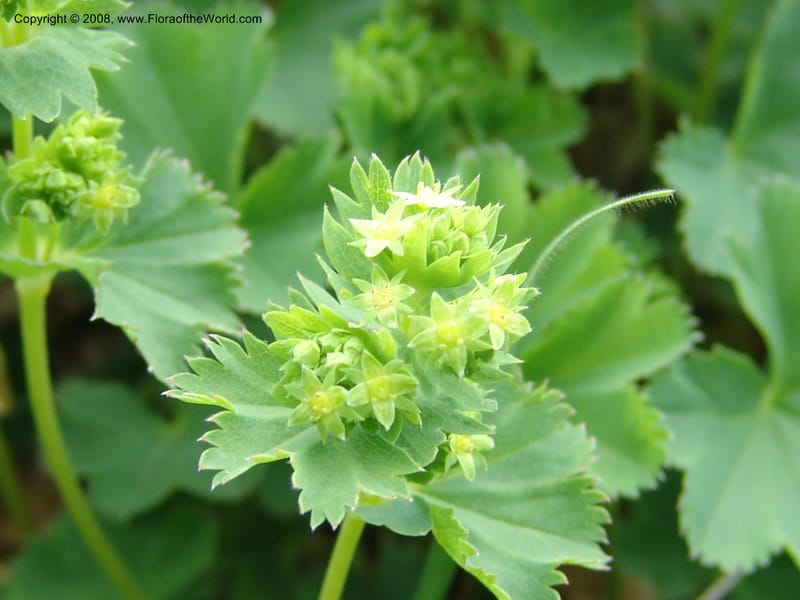 Alchemilla--Georgia. Kazbeki . Trail-road to Sameba Church. 2 Jun 05. 417.jpg