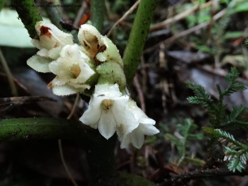Pentaphragma cyrtandriforme, Davidson, C 12738--Sabah. Mt. Kinabalu. Bundu Tuhan Trail. 11 Oct 2014. DSC04153 (96).JPG