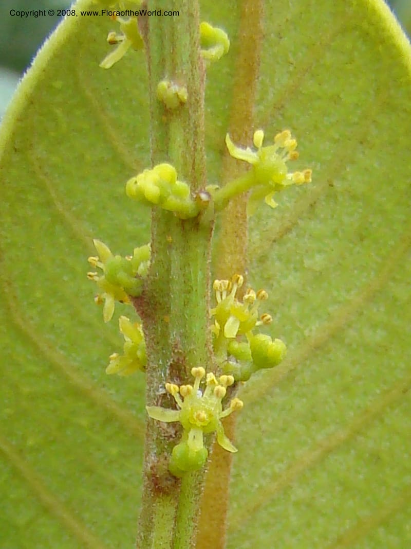 Soulamea, JMunzinger4888--New Caledonia. Tontouta R.jct Kalouehola R. 21 Nov 07. 141.jpg
