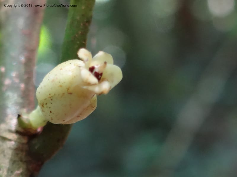 Rinorea, VC 5620--Thailand. Surat Thani Prov. Khlong Phanom Nat. Park. 15 Nov 2012. (178).JPG
