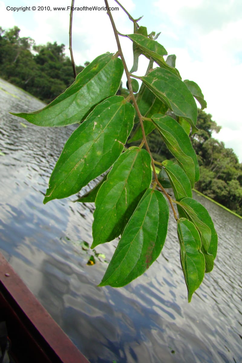 Celtis iguanaea, R. Vasquez 34860--Peru. Loreto. Dto. Parinari. HuishtoCocha. R. Samiria. 13 Nov 08. 481 (4).jpg