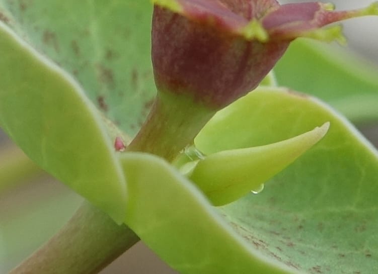 Euphorbia monteiroi, Nanyeni 1187--Namibia. Dry waterfal. 20 Mar 2018. DSC01925 (52).JPG