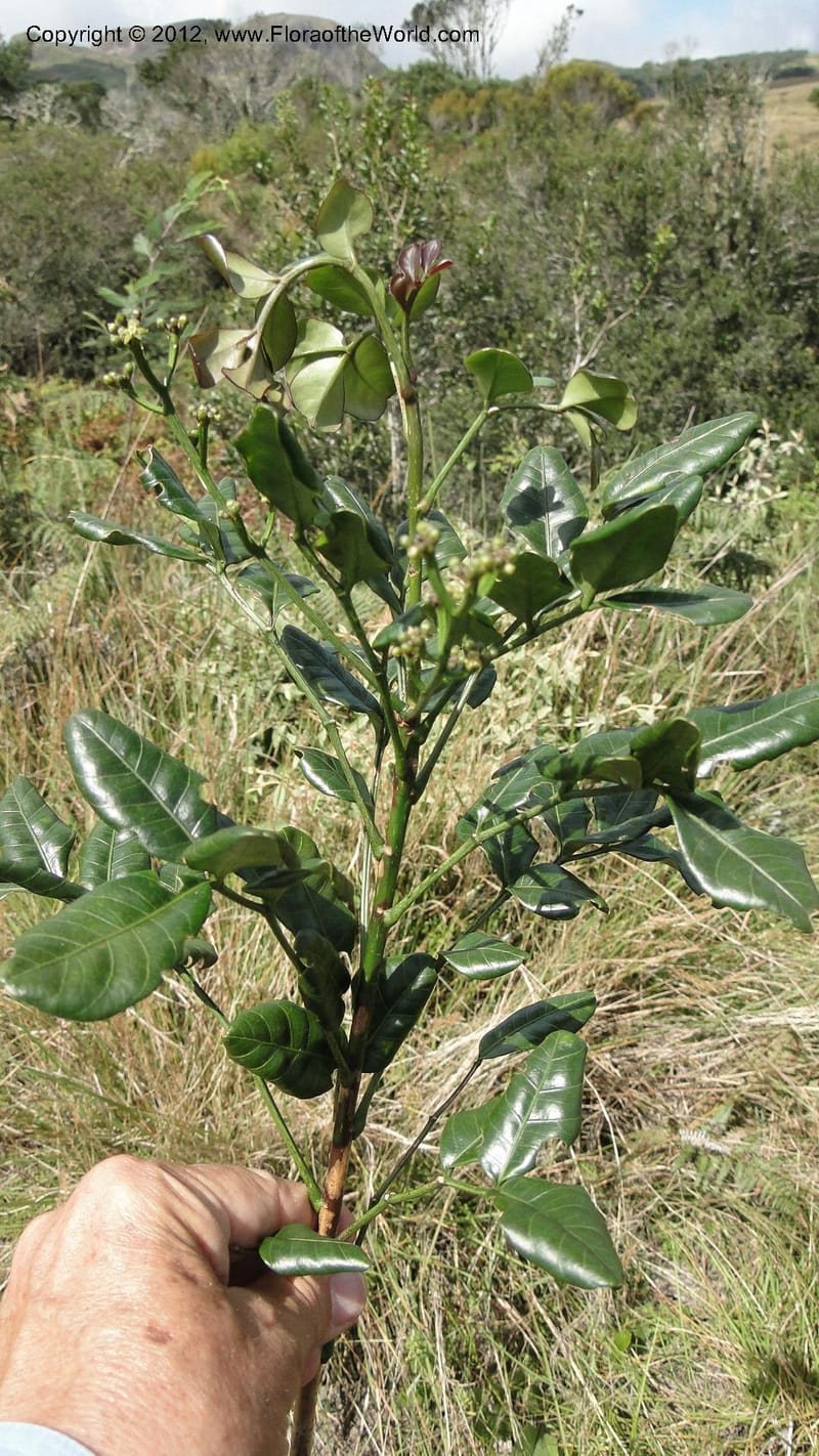 Polyscias, D. Ravelonarivo 3395--Madagascar. E of Ambositra toward Antoetra. 2 May 2010 286 (7).jpg