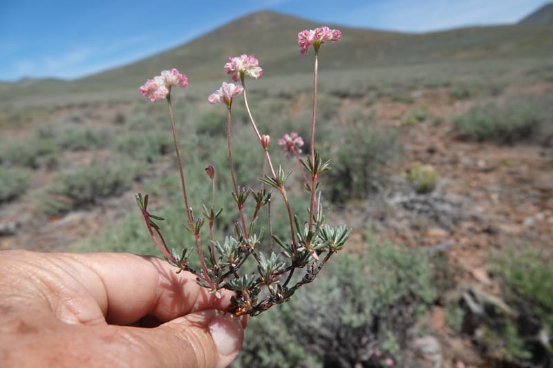 Eriogonum thymoides, C. Davidson 14133--ID. Blaine Co. Rock Creek Preserve. 1 June 2021. DSC07694 (70).JPG