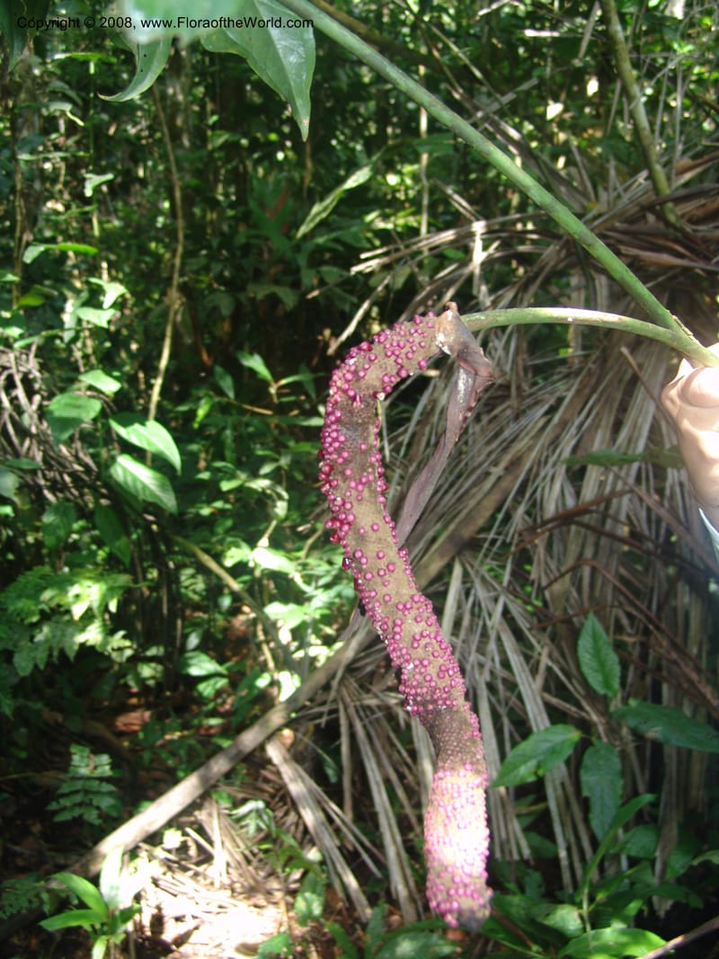 Anthurium clavigerum, AAraujoM1235--Bolivia. Pq. Nac. Madidi. Chalalan. Send. Anta. 30 Nov 04. 070.jpg