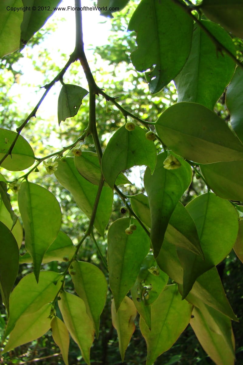 Sauropus, Regalado 1753--Viet Nam. Thua Thien Hue Prov. Phu Loc Distr. Bach Ma. 13 Apr 09. 416 (4).jpg