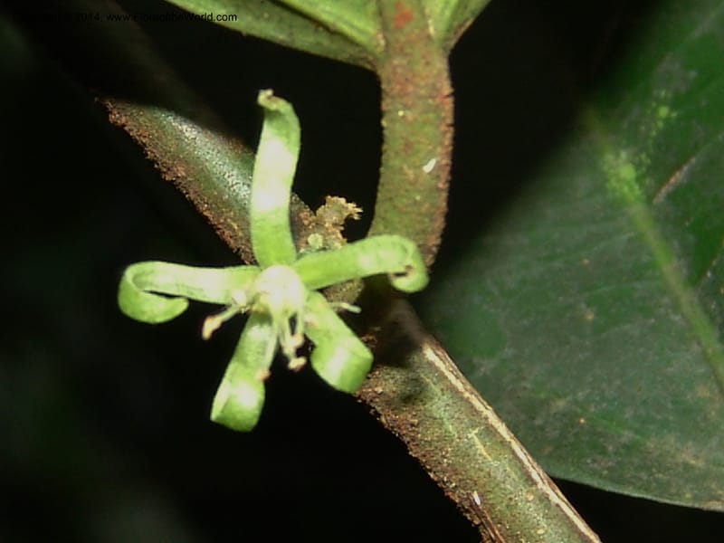 Leptonychia melanocarpa, Leal, M 1132--Gabon. Prov. Ogooue-Ivindo. Res. Lope. Sommet Main. 19 Apr 06. 060 (2).jpg