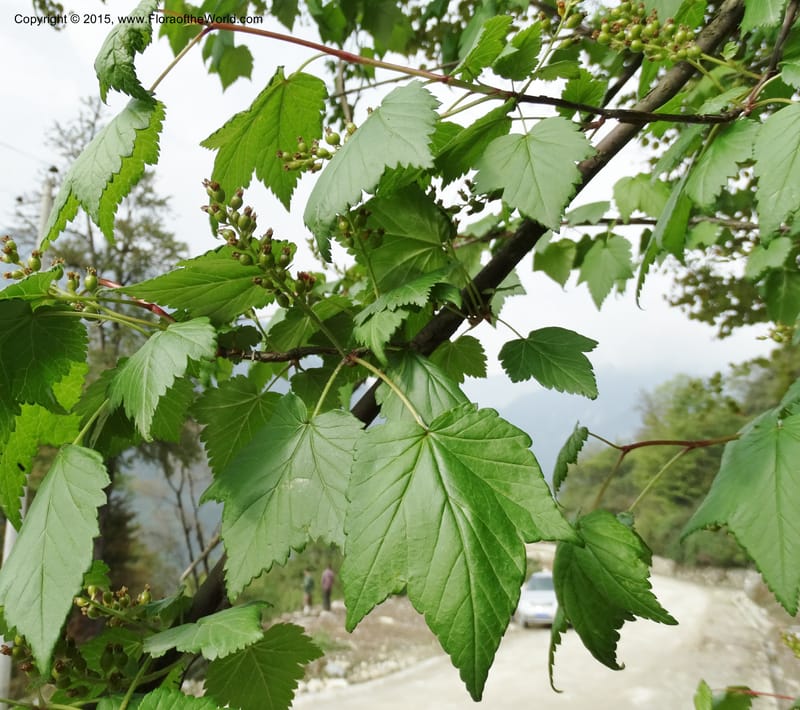 Ribes, Boufford, D 43667--China. Sichuan. GuoBaYan, HanBaiYu Shan. 12 May 2014. DSC05373 (233).JPG