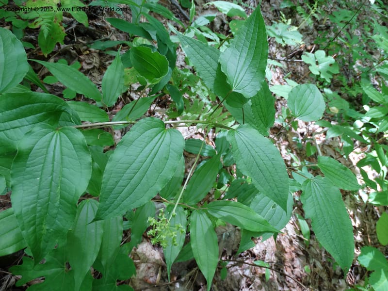 Smilax pulverulenta, Davidson, C 12996--North Carolina. Macon Co. Standing Indian. 14 May 2015. DSC05212 (195).JPG