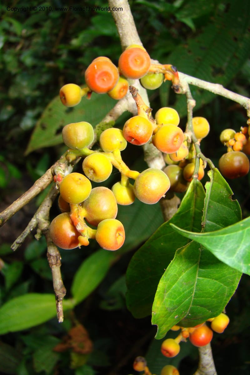 Sorocea, Vasquez 34748--Peru. Loreto. Dist. Nauta. Miraflores, Rio Tigre. 9 Nov 08. 270.jpg