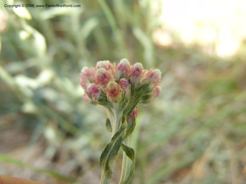Antennaria rosea, CDavidson11091--ID. Idaho Co. Warren Wagon Rd., Sesesh Meadow. 8 Jul 07. 036.jpg