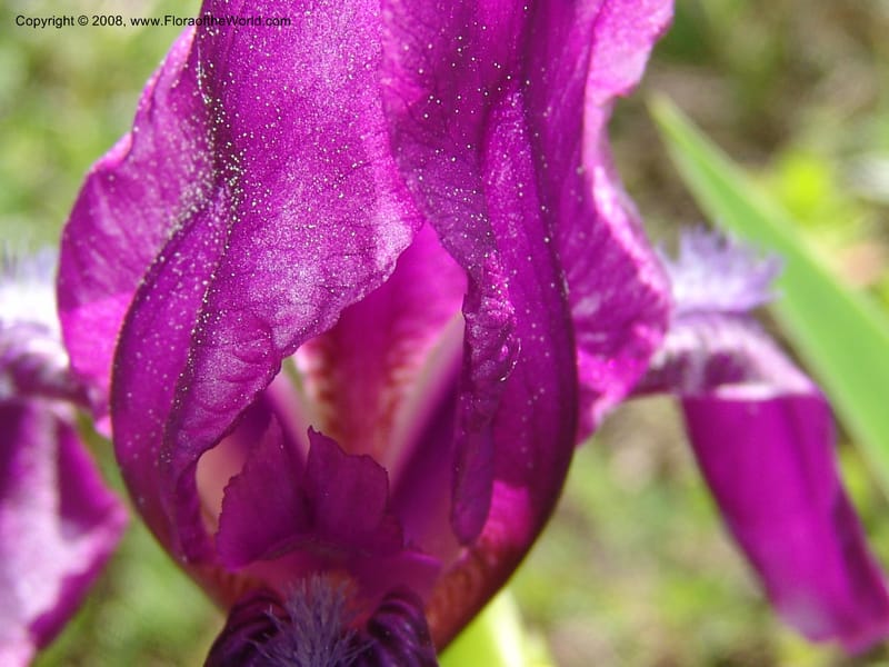 Iris hungarica--Georgia. 0.5 km N of Bakuriani. 8  Jun 05. 013.jpg