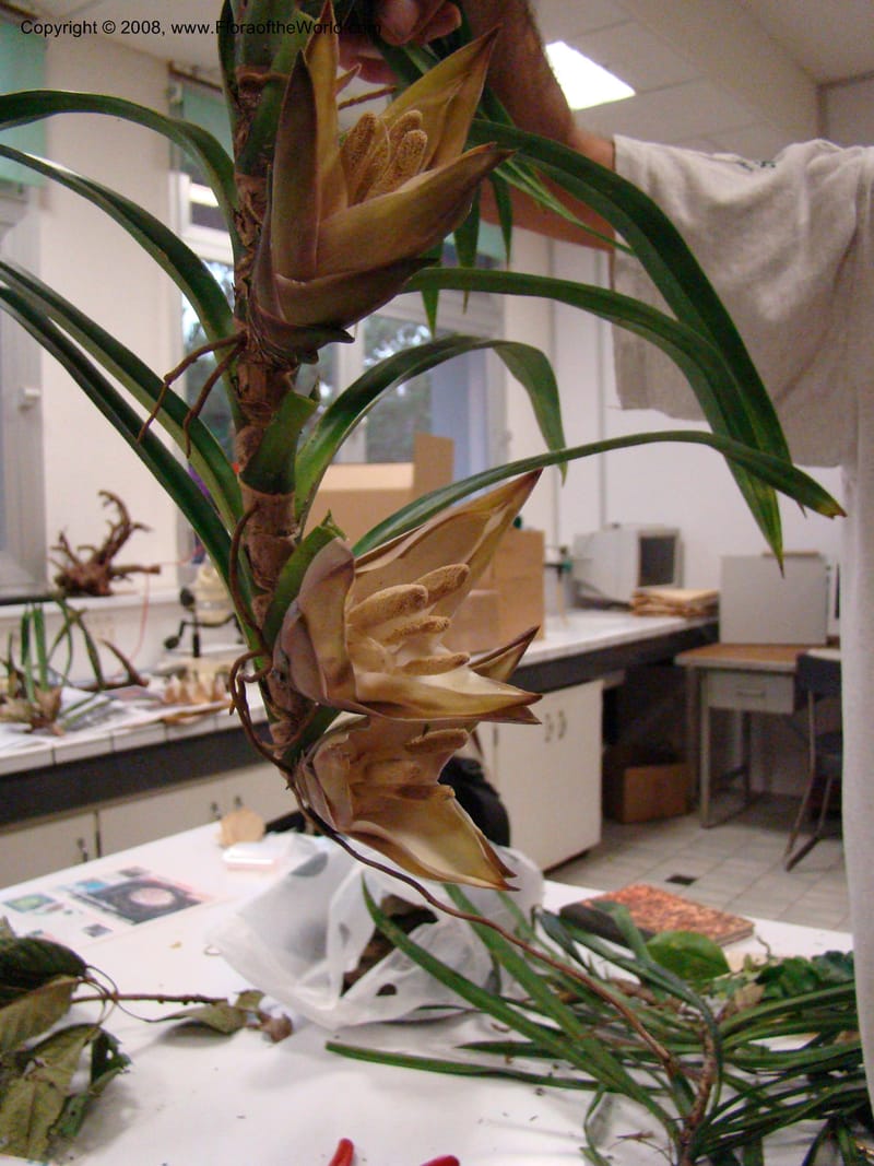 Freycinetia, JMunzinger4649--N.Caled.  10 Nov 07. 051.jpg