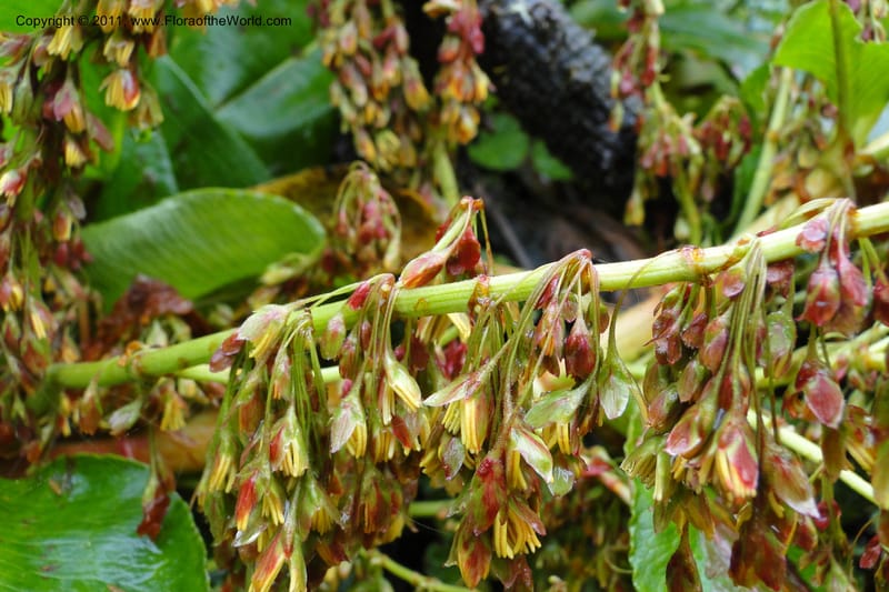 Rumex tolimensis, Ulloa 1994--Ecuador. Napo. Papallacta to Baeza. 1 Jun 2011. 376 (31).jpg